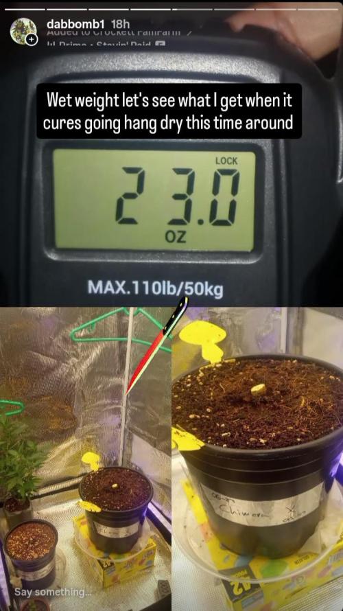 Chimera x ( Guava Dawg x Banana Sherbet). Week 31