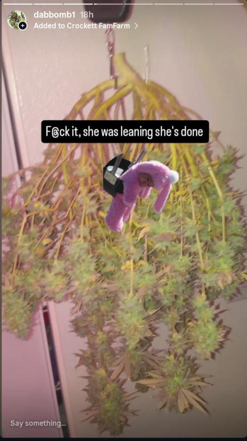 Chimera x ( Guava Dawg x Banana Sherbet). Week 31