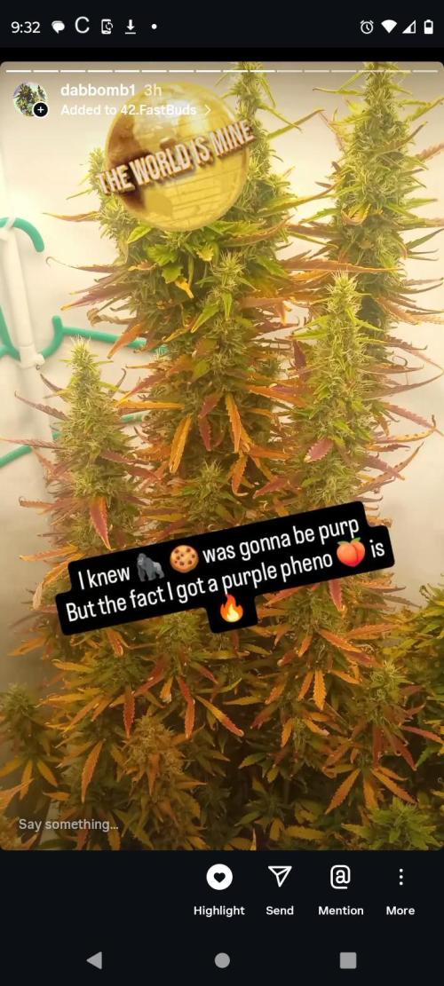 My First 42FastBuds Auto Grow. Week 11