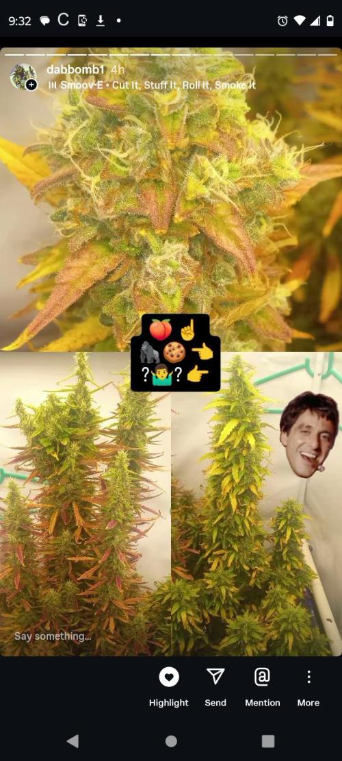 My First 42FastBuds Auto Grow. Week 11