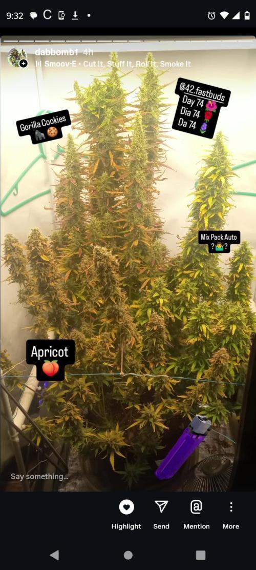 My First 42FastBuds Auto Grow. Week 11