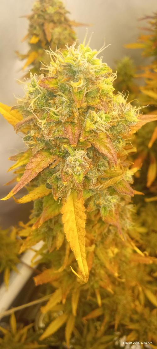 My First 42FastBuds Auto Grow. Week 11 - Apricot 