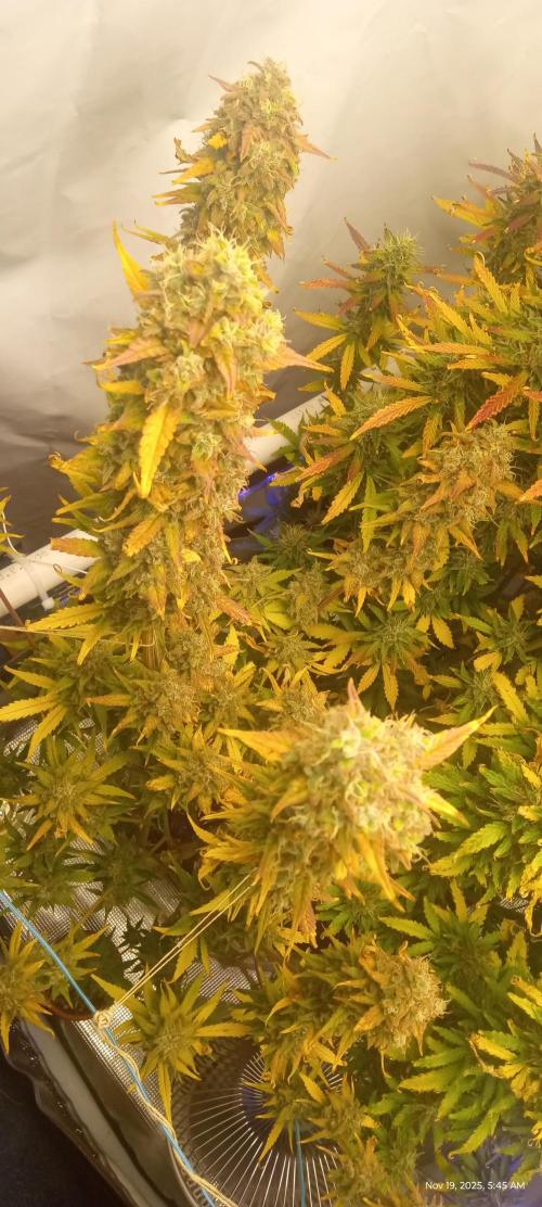 My First 42FastBuds Auto Grow. Week 11 - Apricot 