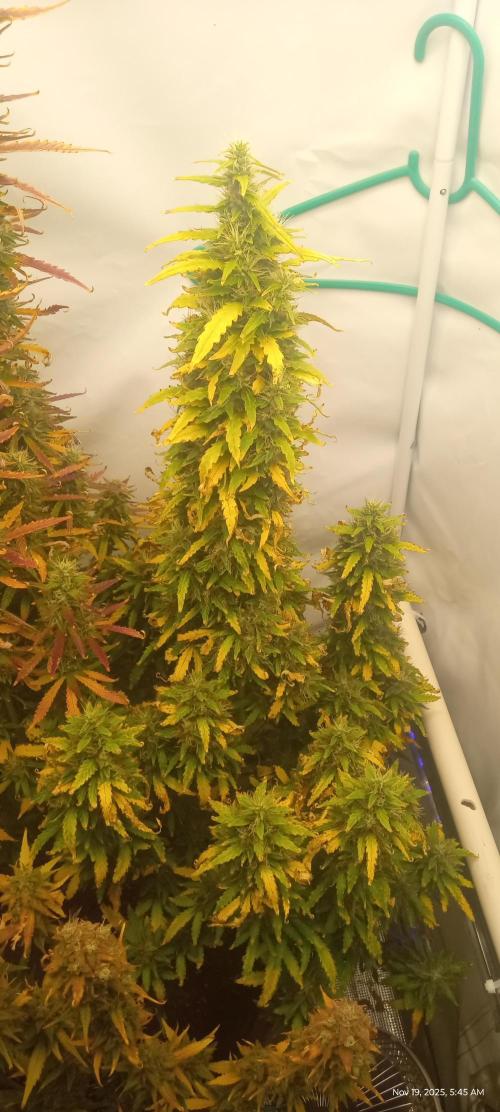 My First 42FastBuds Auto Grow. Week 11 - Mix Pack Auto 