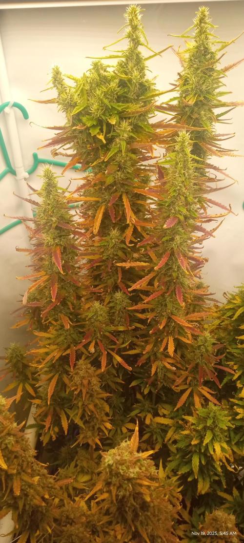 My First 42FastBuds Auto Grow. Week 11 - Gorilla Cookies 