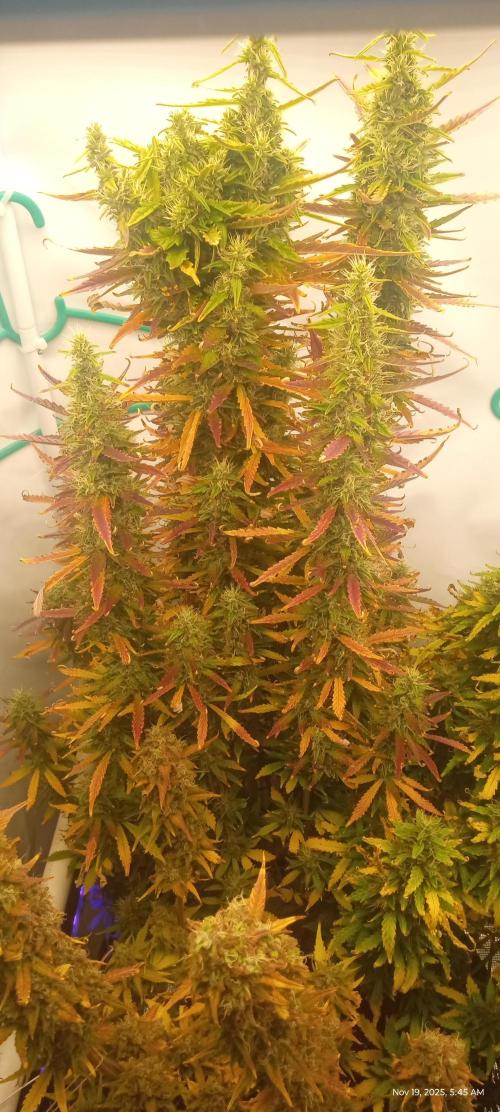 My First 42FastBuds Auto Grow. Week 11 - Gorilla Cookies 