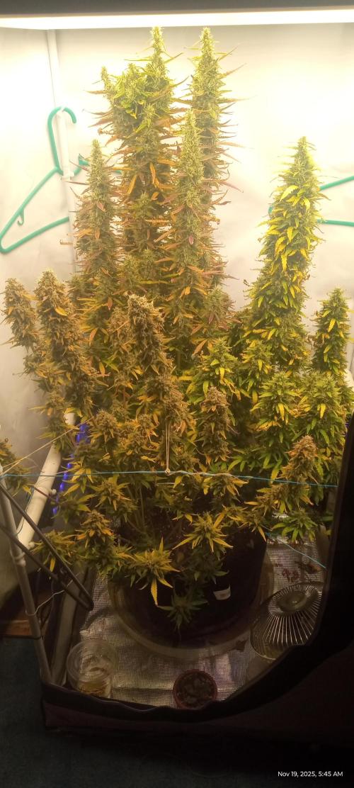 My First 42FastBuds Auto Grow. Week 11