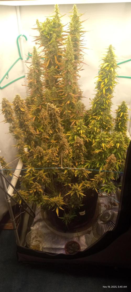 My First 42FastBuds Auto Grow. Week 11