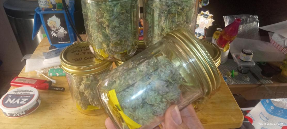 Chimera x ( Guava Dawg x Banana Sherbet). Week 31 - 6 jars total
145.62 grams