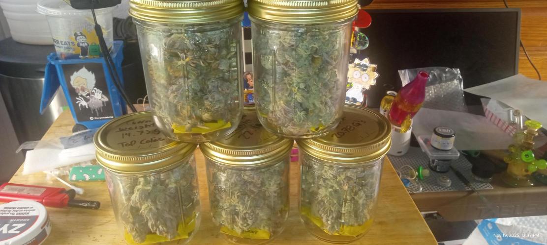 Chimera x ( Guava Dawg x Banana Sherbet). Week 31 - All from from the mother 
Minus 14 grams for
Rosin press