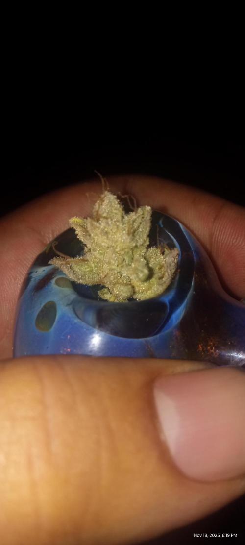 Chimera x ( Guava Dawg x Banana Sherbet). Week 31