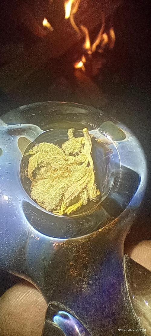 Chimera x ( Guava Dawg x Banana Sherbet). Week 31