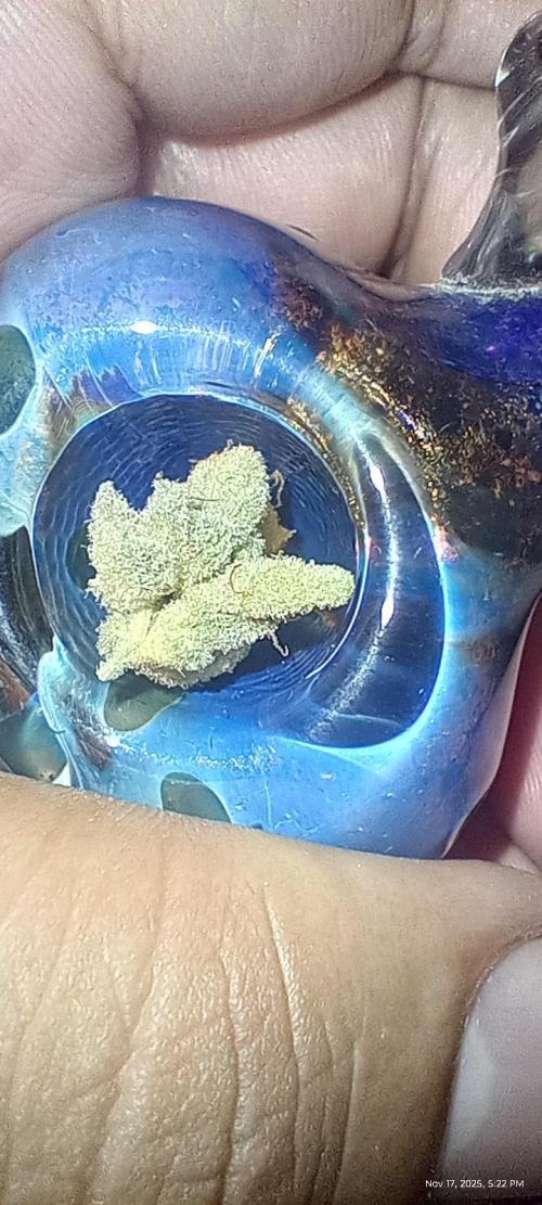 Chimera x ( Guava Dawg x Banana Sherbet). Week 31