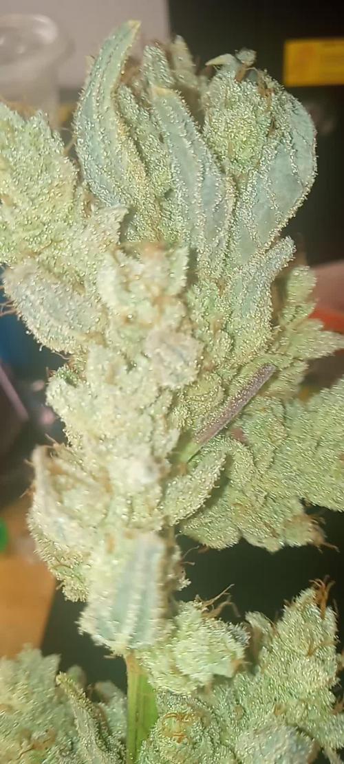 Chimera x ( Guava Dawg x Banana Sherbet)