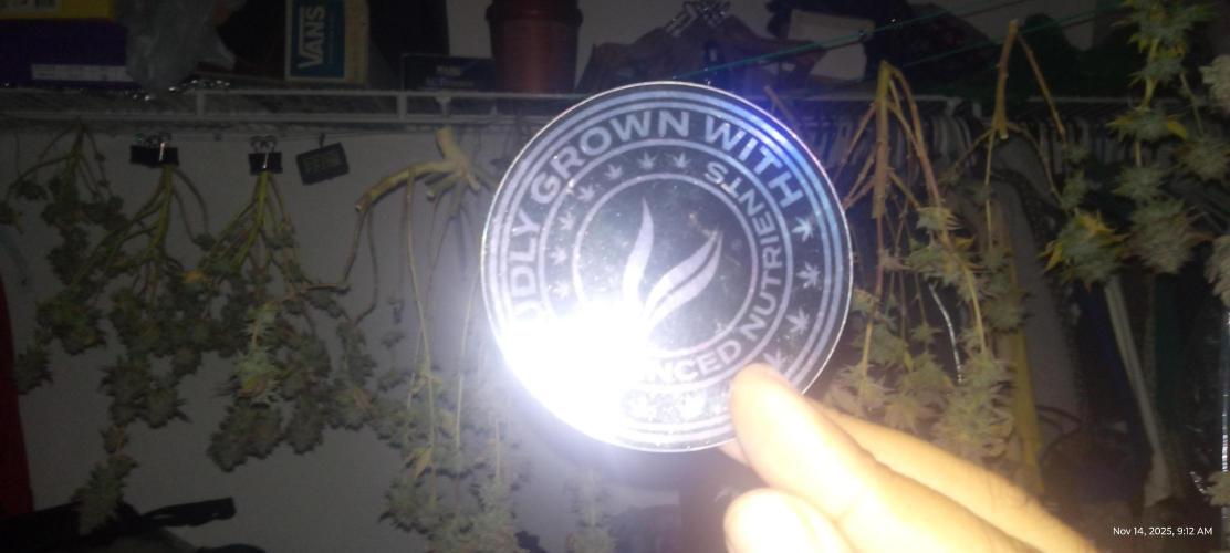 Chimera x ( Guava Dawg x Banana Sherbet). Week 31 - Highly recommend 
Big Bud and Bud Factor X
I need Overdrive though 