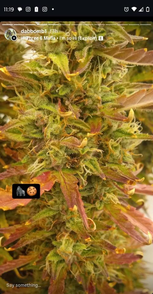 My First 42FastBuds Auto Grow. Week 12