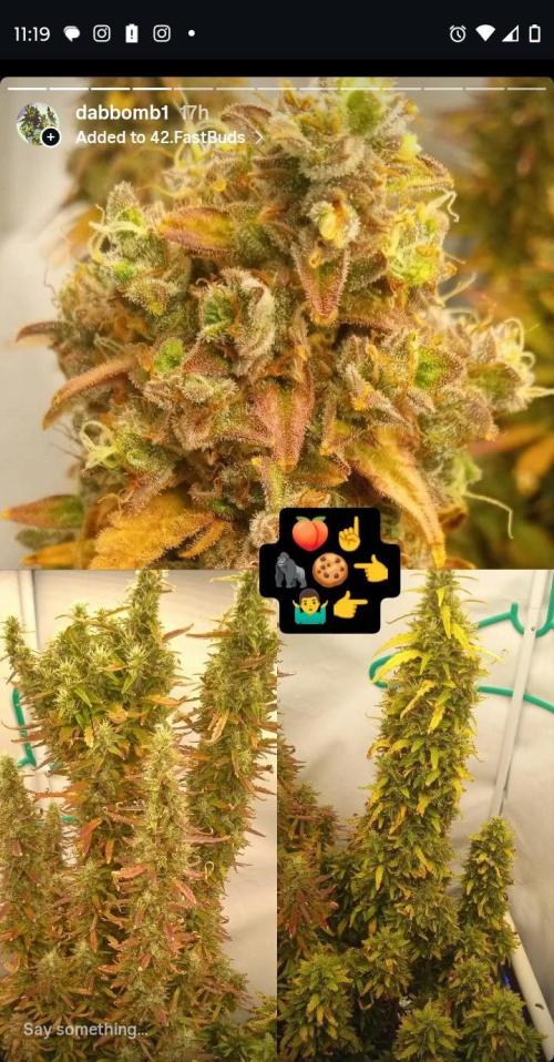 My First 42FastBuds Auto Grow. Week 12