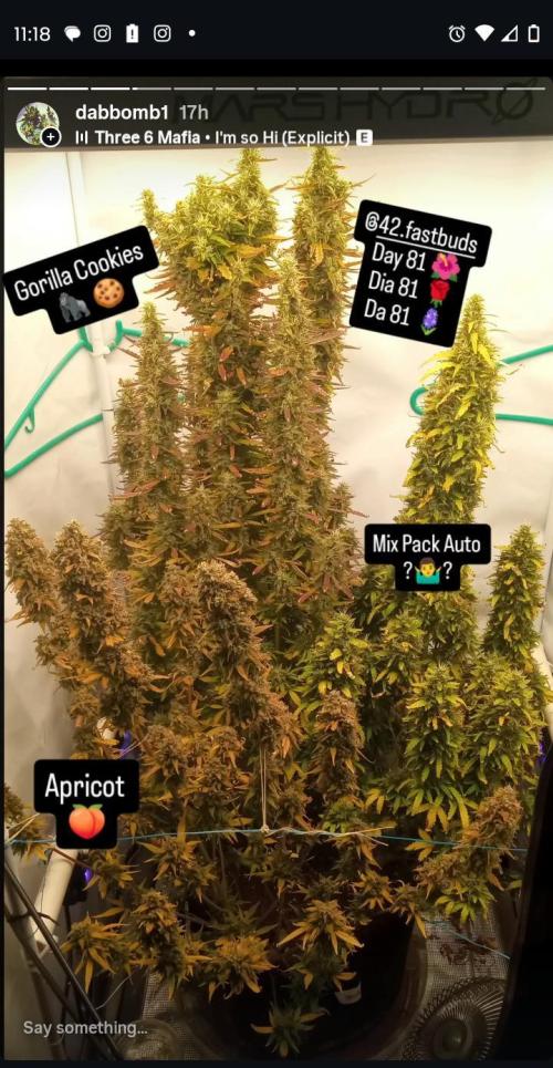 My First 42FastBuds Auto Grow. Week 12