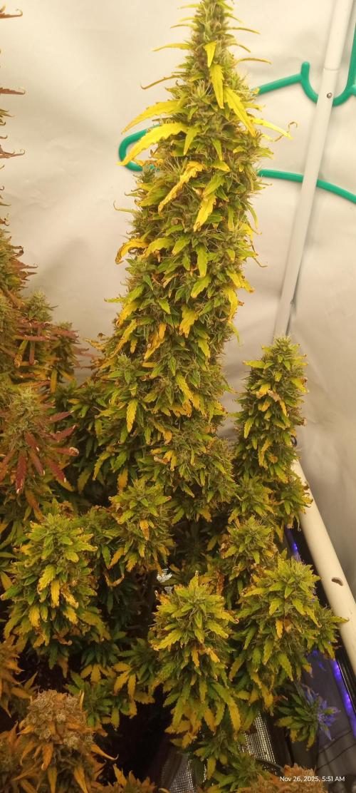 My First 42FastBuds Auto Grow. Week 12