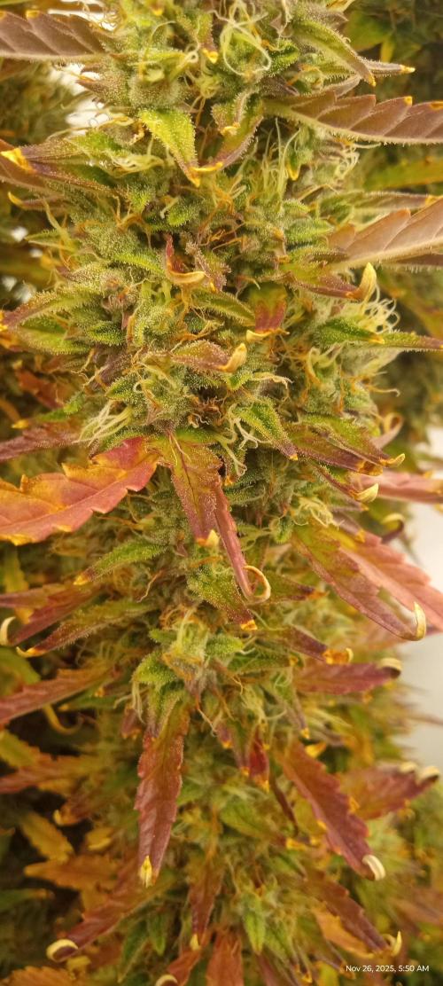 My First 42FastBuds Auto Grow. Week 12