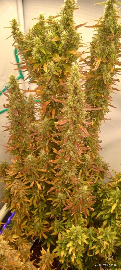 My First 42FastBuds Auto Grow. Week 12