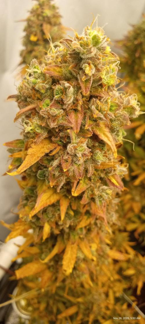 My First 42FastBuds Auto Grow. Week 12 - Apricot 