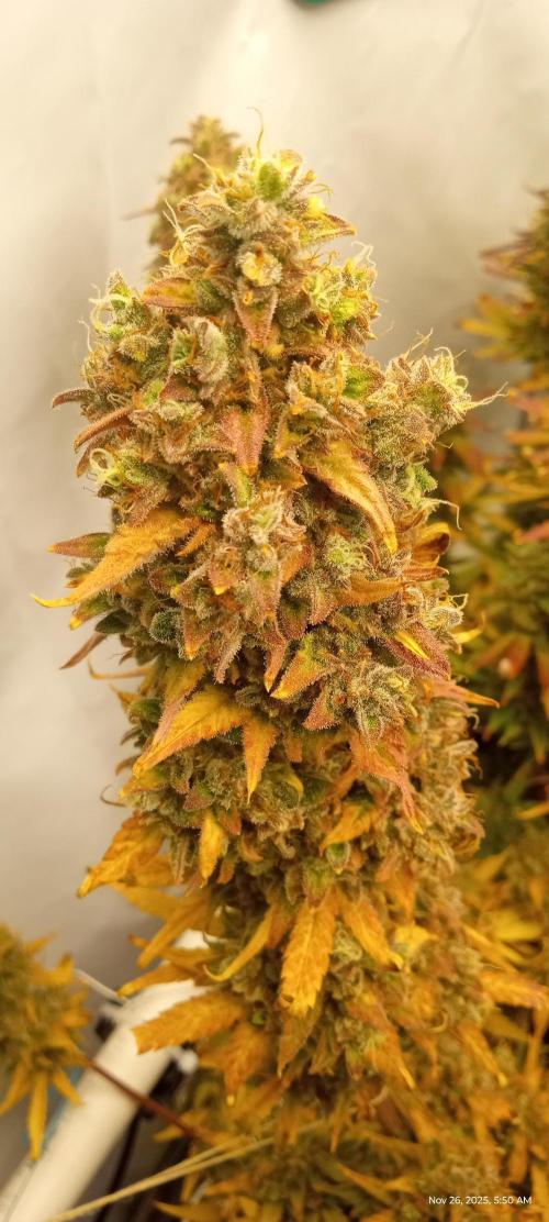 My First 42FastBuds Auto Grow. Week 12 - Apricot 