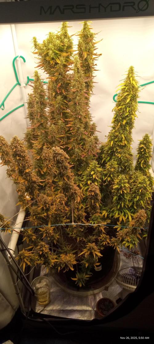 My First 42FastBuds Auto Grow. Week 12