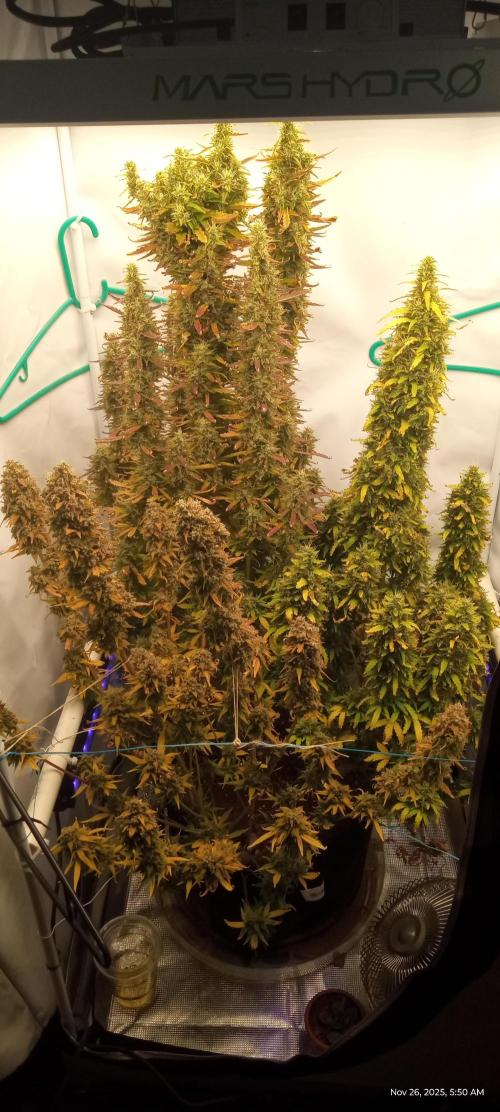 My First 42FastBuds Auto Grow. Week 12