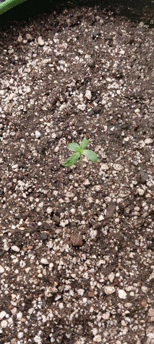 AK-47 Auto + Gelato #41 Fem. Week 0