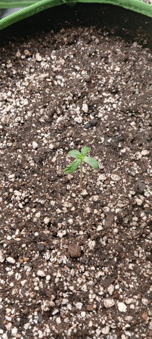 AK-47 Auto + Gelato #41 Fem. Week 0