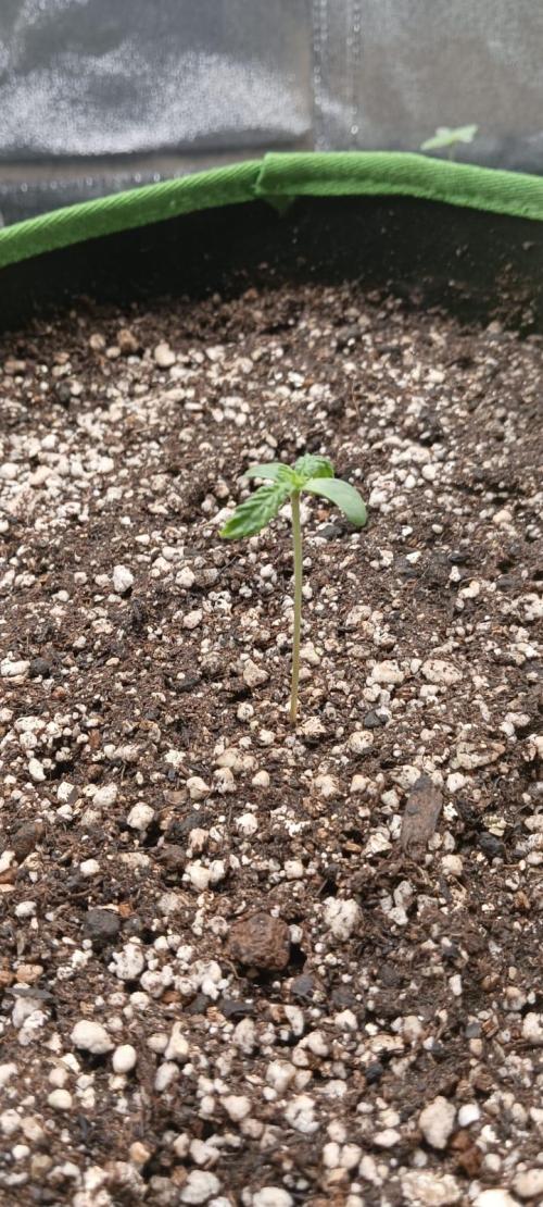 AK-47 Auto + Gelato #41 Fem. Week 0