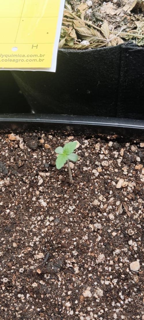 AK-47 Auto + Gelato #41 Fem. Week 0 - gelato #1