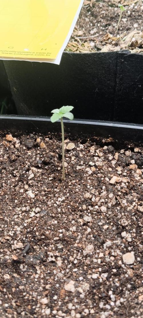 AK-47 Auto + Gelato #41 Fem. Week 0 - gelato #2