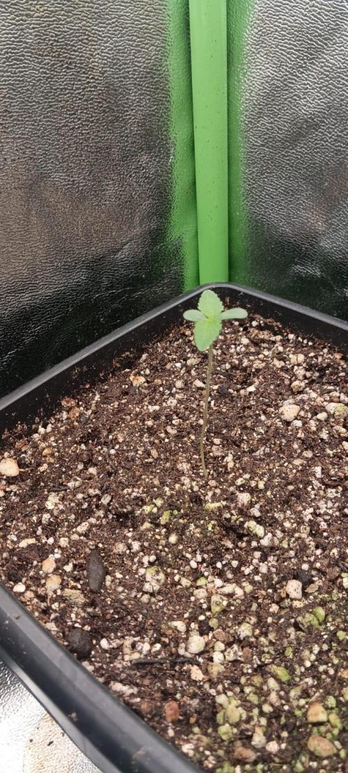 AK-47 Auto + Gelato #41 Fem. Week 0