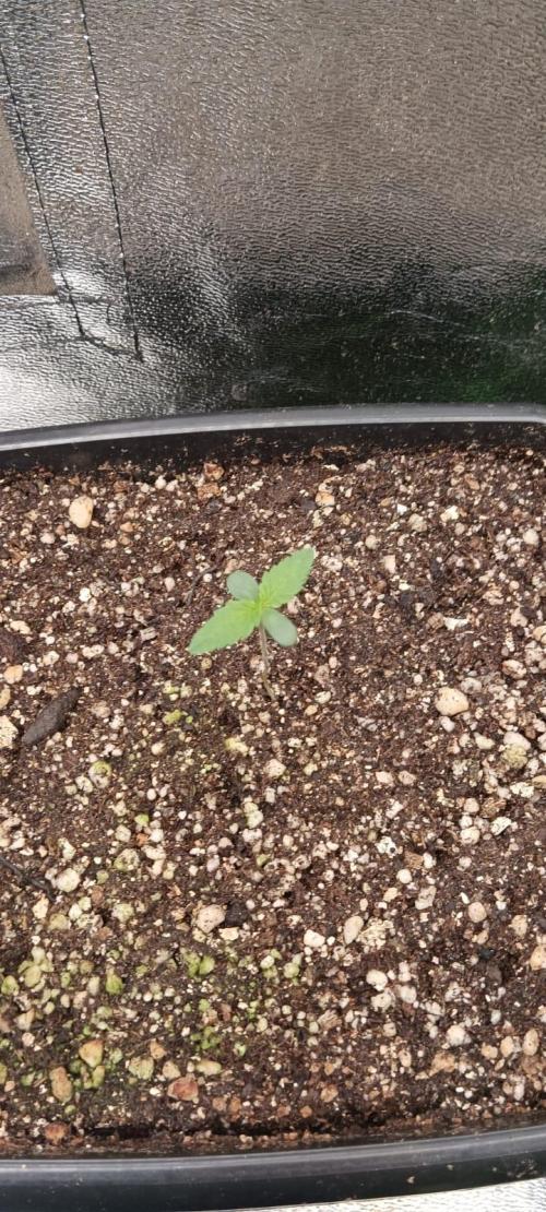 AK-47 Auto + Gelato #41 Fem. Week 0