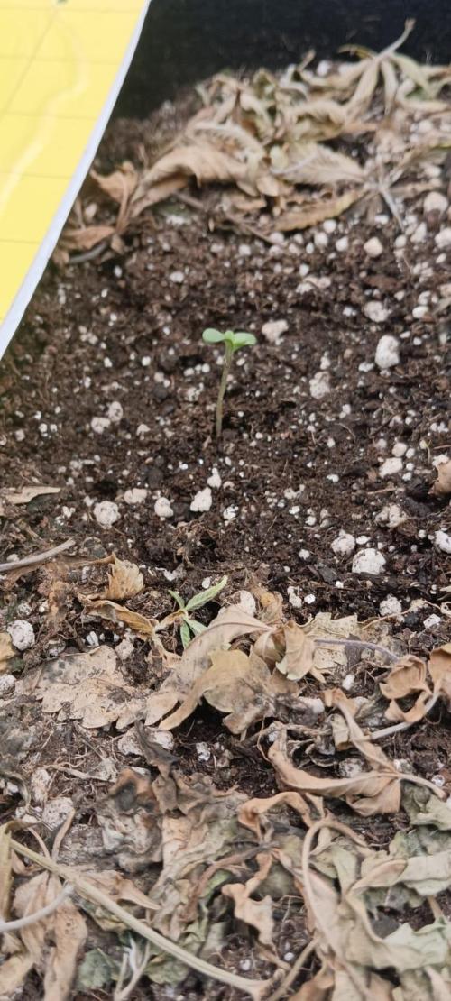 AK-47 Auto + Gelato #41 Fem. Week 0 - gelato #3