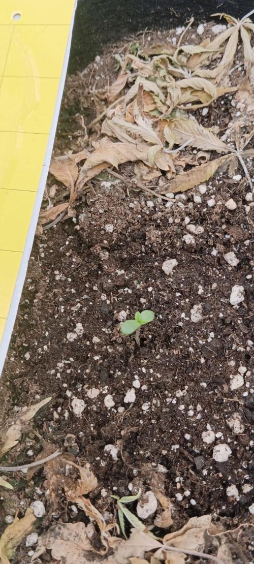 AK-47 Auto + Gelato #41 Fem. Week 0