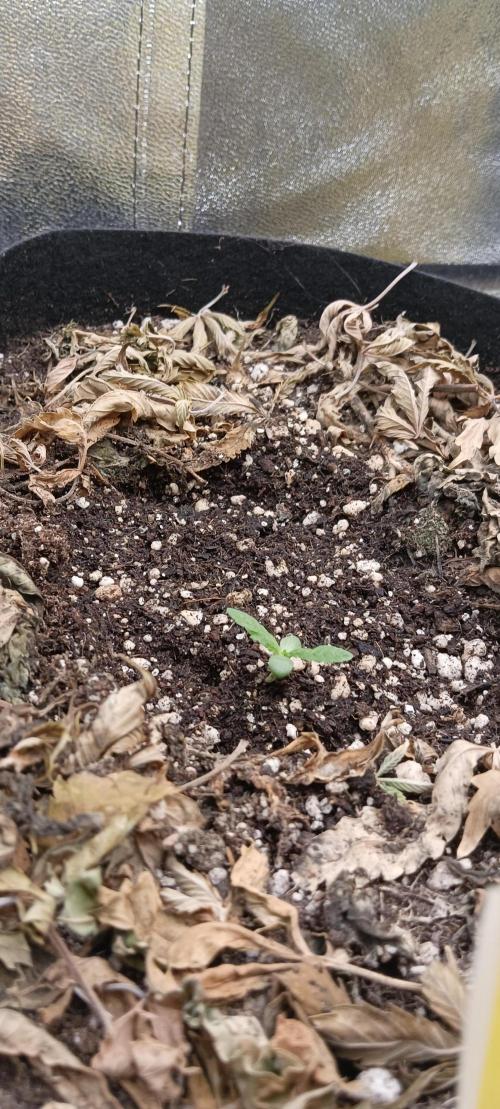 AK-47 Auto + Gelato #41 Fem. Week 1