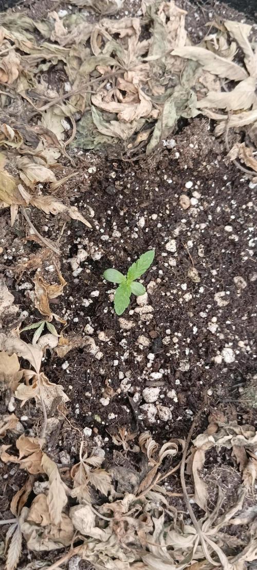 AK-47 Auto + Gelato #41 Fem. Week 1