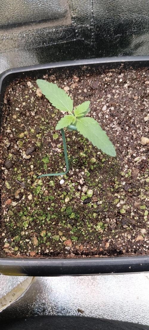 AK-47 Auto + Gelato #41 Fem. Week 1