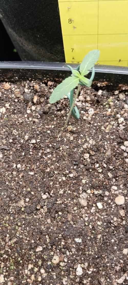 AK-47 Auto + Gelato #41 Fem. Week 1