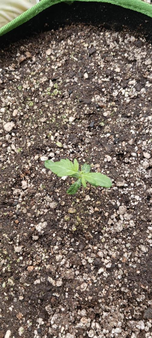 AK-47 Auto + Gelato #41 Fem. Week 1