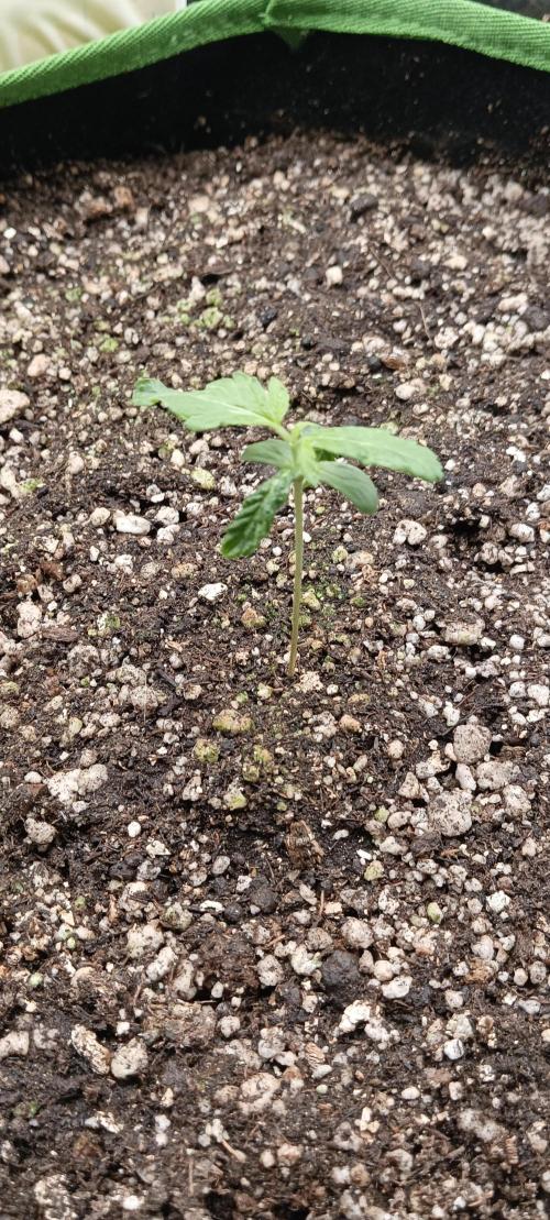 AK-47 Auto + Gelato #41 Fem. Week 1