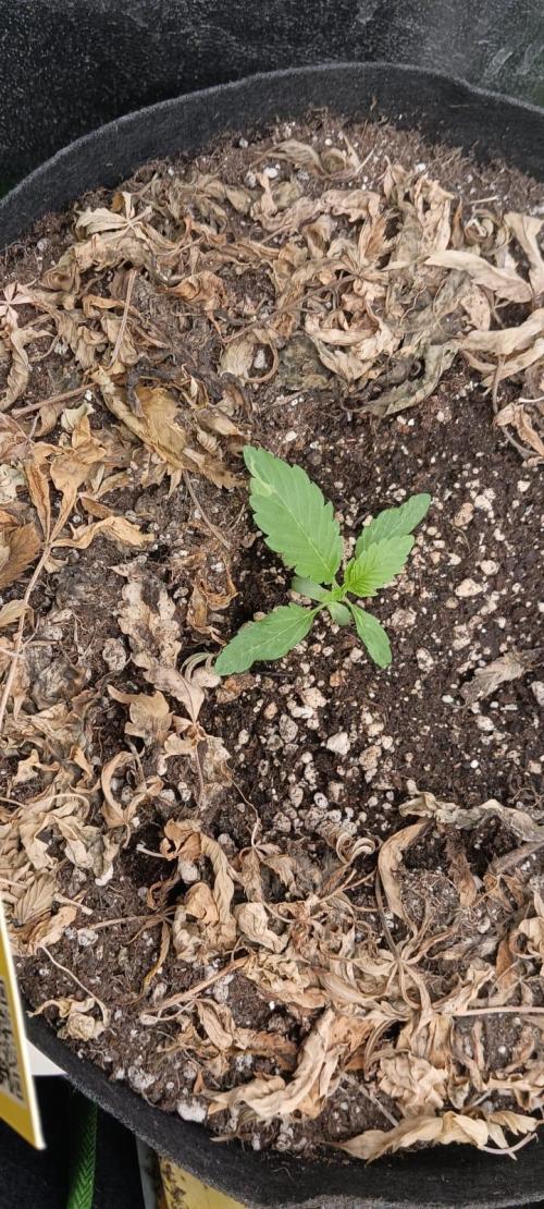 AK-47 Auto + Gelato #41 Fem. Week 2