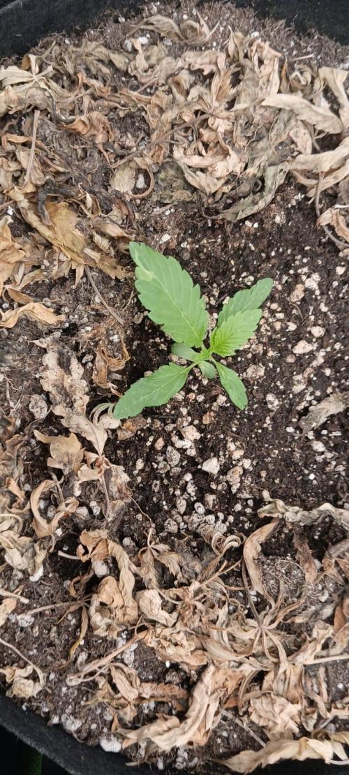 AK-47 Auto + Gelato #41 Fem. Week 2