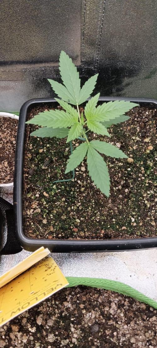 AK-47 Auto + Gelato #41 Fem. Week 2