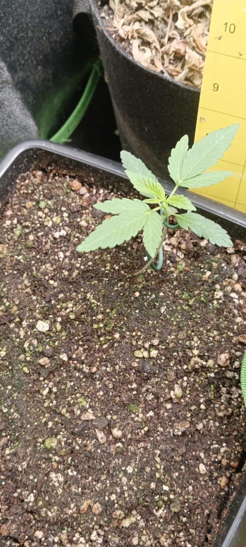 AK-47 Auto + Gelato #41 Fem. Week 2