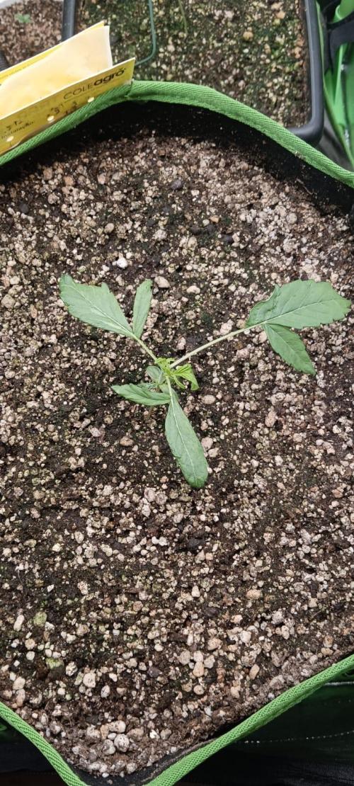 AK-47 Auto + Gelato #41 Fem. Week 2