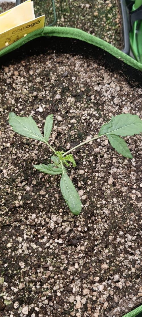 AK-47 Auto + Gelato #41 Fem. Week 2